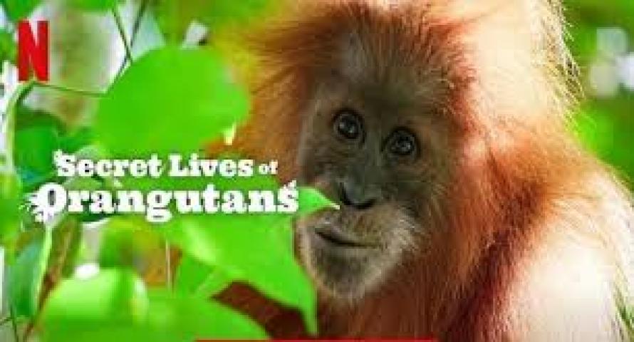 مشاهدة فيلم Secret Lives of Orangutans 2024 مترجم ماي سيما